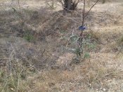 IMG_20120915_133349.jpg