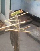 IMG0220A.jpg