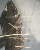 IMG0218A.jpg