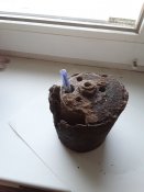 остатки шпринги