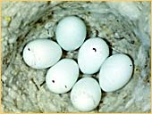 Karakum-04.jpg