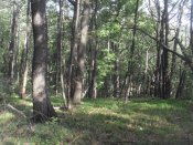 SDC13047.jpg
