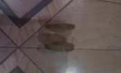 IMAG0995.jpg