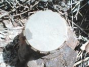 IMG0006A.jpg