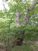 IMG_20190521_173712.jpg
