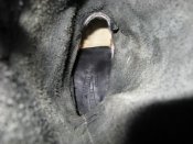 IMG_4819_thumb.jpg