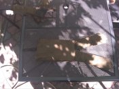 IMG_20190529_160605.jpg