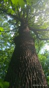 IMG_20190618_160851.jpg