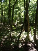 IMG_20190625_123204.jpg