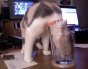 Cat_05.jpg