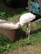 IMG_20190711_161319.jpg
