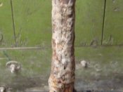 DSCF5197.JPG