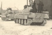tiger.jpg2.jpg