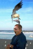 bothersome_birds_16#1.JPG