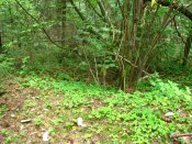 IMG_6094.JPG