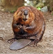275px-American_Beaver.jpg