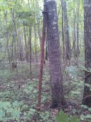 IMG_20190811_114748[1].jpg