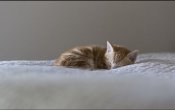 IMG-5f05b8907bf003c2ae3db6bc25b836ef-V.jpg