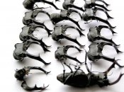 lucanus_prey.jpg