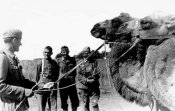 Wehrmacht-Camel-.jpg