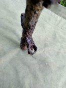 СВТ-40, коп, 2 шт.