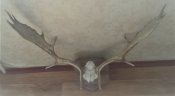 DSC09485.jpg