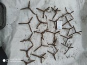 Чеснок (противоконное заграждение)