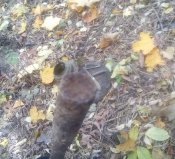 IMG_20191006_124100.jpg