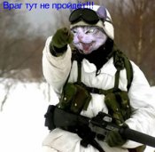 kotik.jpg