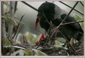crow_bad.jpg