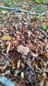 IMG_20191017_092120.jpg