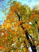 IMAG0417.jpg