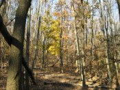 IMG_0060.JPG