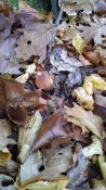 IMG_20191021_094210.jpg