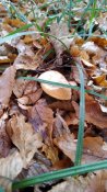 IMG_20191030_102906.jpg