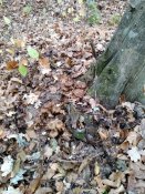 IMG_20191031_111408.jpg