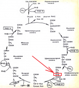 citric_acid_cycle.png