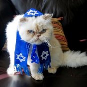cat_rabbi.jpg