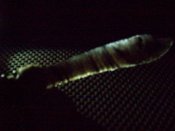 100_6850.JPG