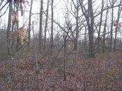 IMG_2951.JPG