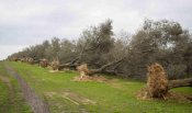 Xylella-710x420.jpg