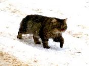 котяра.jpeg