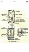 Кавалерийская сёдельная сумка, СС , Вермахт .