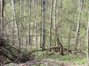 Газовая просека5. 013.jpg