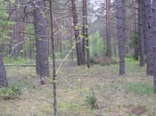 Крестодром. 008.jpg