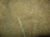 IMG_5582.jpg