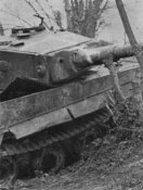 tigre1.jpg