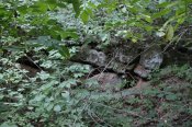 IMG_1210.JPG