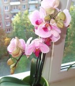 DSCF6826.JPG