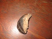IMG_1300.jpg